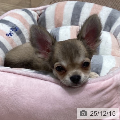 長野県のチワワ(ロング) (ペットプラス 須坂店/2025年9月15日生まれ/女の子/フォーンホワイト)の子犬の3枚目の画像