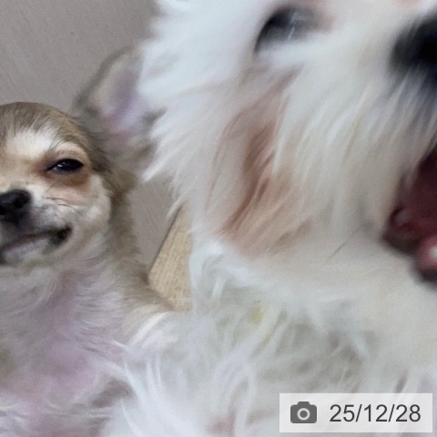 長野県のチワワ(ロング) (ペットプラス 上田店/2025年9月15日生まれ/女の子/フォーンホワイト)の子犬の3枚目の画像