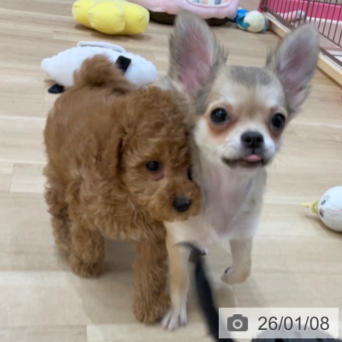 長野県のチワワ(ロング) (ペットプラス 上田店/2025年9月15日生まれ/女の子/フォーンホワイト)の子犬の3枚目の画像