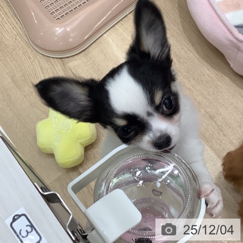 大阪府のチワワ(ロング) (ペットプラス 鶴見店/2025年9月15日生まれ/女の子/ホワイトブラックタン)の子犬の4枚目の画像