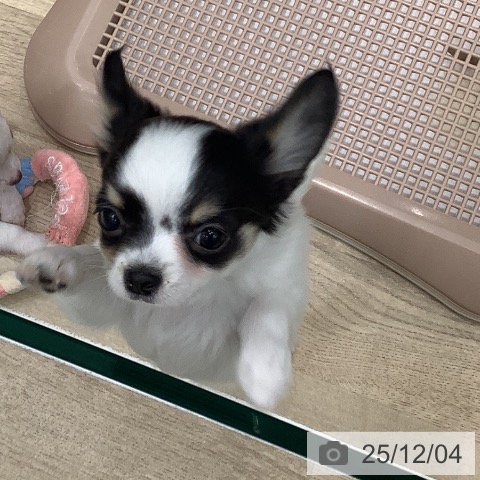 大阪府のチワワ(ロング) (ペットプラス 鶴見店/2025年9月15日生まれ/女の子/ホワイトブラックタン)の子犬の3枚目の画像