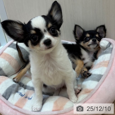 大阪府のチワワ(ロング) (ペットプラス 大阪ドームシティ店/2025年9月15日生まれ/女の子/ホワイトブラックタン)の子犬の3枚目の画像