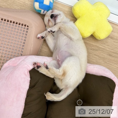 大阪府のチワワ(ロング) (ペットプラス 松原店/2025年9月17日生まれ/男の子/クリームホワイト)の子犬の4枚目の画像