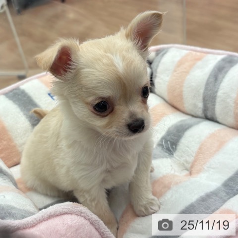 大阪府のチワワ(ロング) (ペットプラス 松原店/2025年9月17日生まれ/男の子/クリームホワイト)の子犬の3枚目の画像