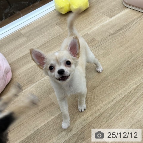 大阪府のチワワ(ロング) (ペットプラス 松原店/2025年9月17日生まれ/男の子/クリームホワイト)の子犬の4枚目の画像