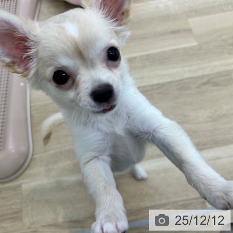 大阪府のチワワ(ロング) (ペットプラス 松原店/2025年9月17日生まれ/男の子/クリームホワイト)の子犬の3枚目の画像