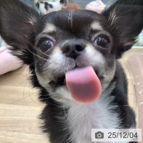 大阪府のチワワ(ロング) (ペットプラス 鶴見店/2025年9月17日生まれ/女の子/ブラックタンホワイト)の子犬の4枚目の画像