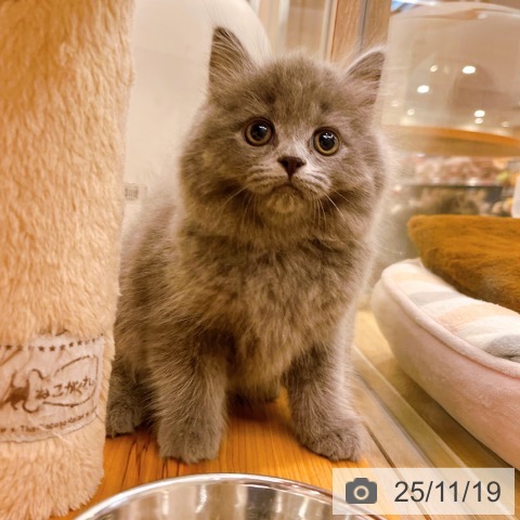 ブリティッシュショートヘアの写真