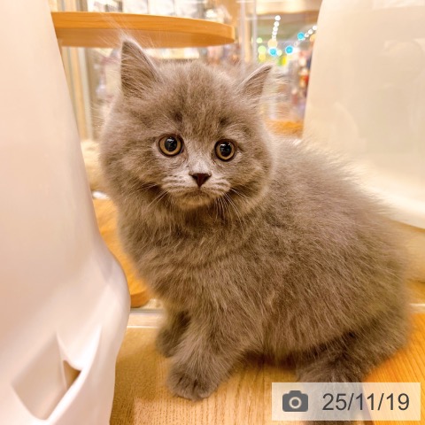 ブリティッシュショートヘアの写真