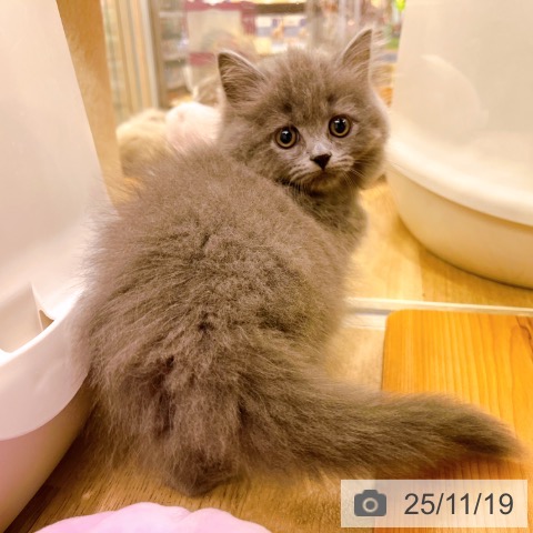 ブリティッシュショートヘアの写真