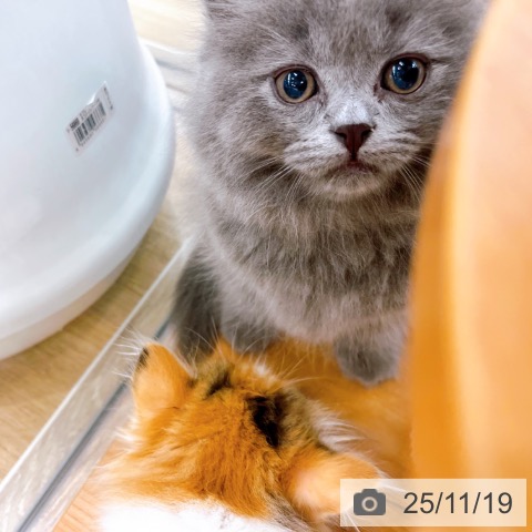 ブリティッシュショートヘアの写真