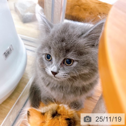 ブリティッシュショートヘアの写真