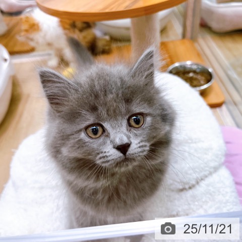 ブリティッシュショートヘアの写真