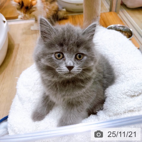 ブリティッシュショートヘアの写真