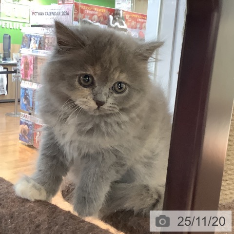 ブリティッシュショートヘアの写真