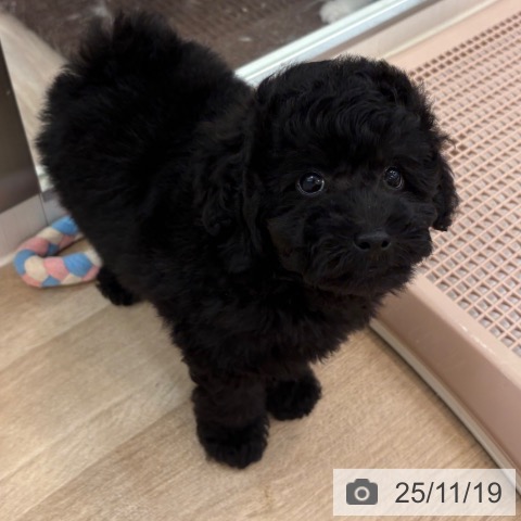 トイ・プードルの写真