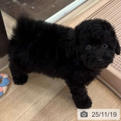 トイ・プードルの写真