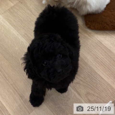 トイ・プードルの写真