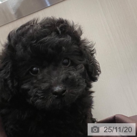 トイ・プードルの写真