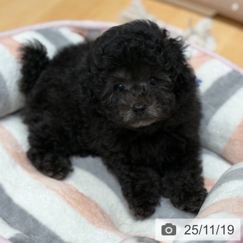 トイ・プードルの写真