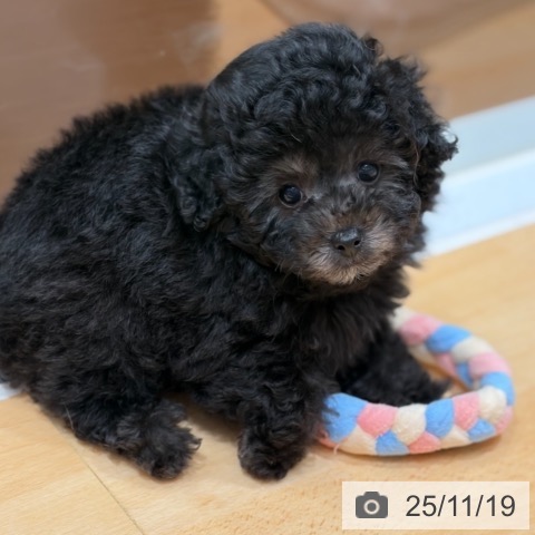 トイ・プードルの写真