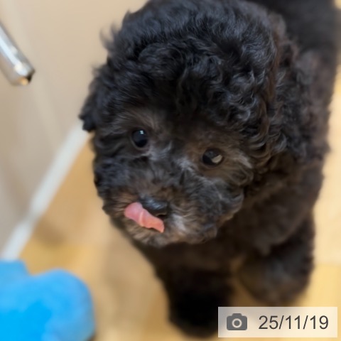 トイ・プードルの写真