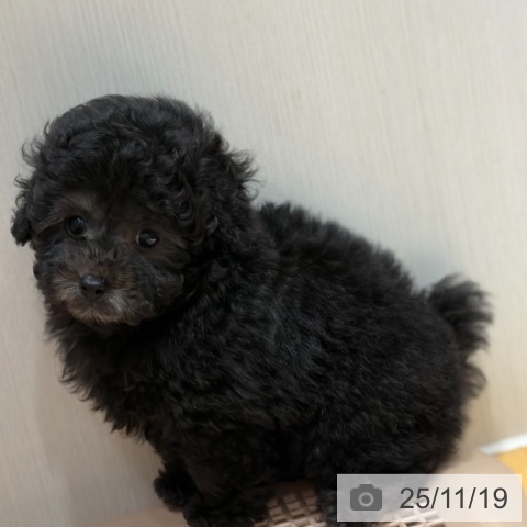 トイ・プードルの写真