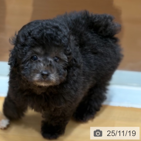 トイ・プードルの写真