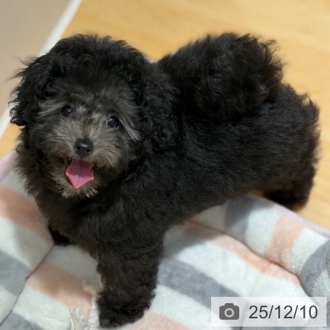 奈良県のトイプードル(トイ) (ペットプラス 大和郡山店/2025年9月19日生まれ/男の子/シルバー)の子犬の3枚目の画像