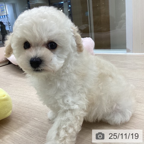 トイ・プードルの写真