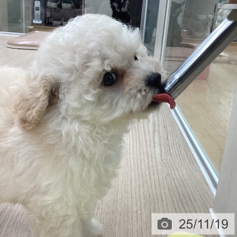 トイ・プードルの写真