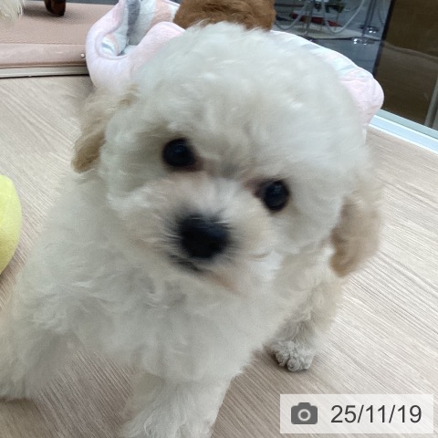 トイ・プードルの写真