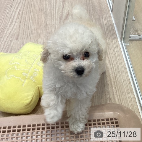 大阪府のトイプードル(トイ) (ペットプラス ららぽーと和泉店/2025年9月19日生まれ/女の子/ペールフォーン)の子犬の3枚目の画像