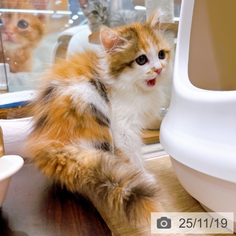 サイベリアンの写真