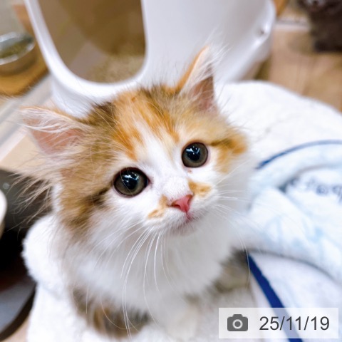 サイベリアンの写真