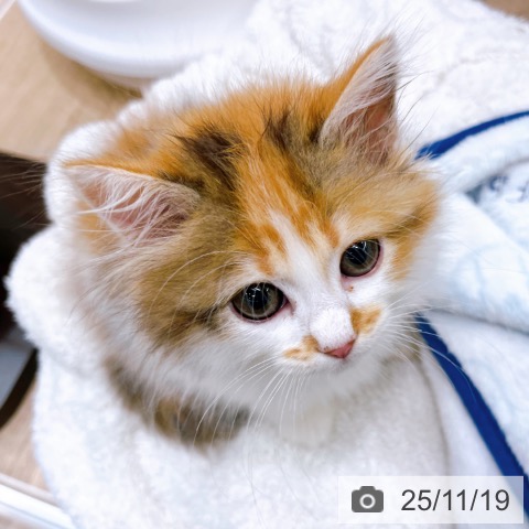 サイベリアンの写真