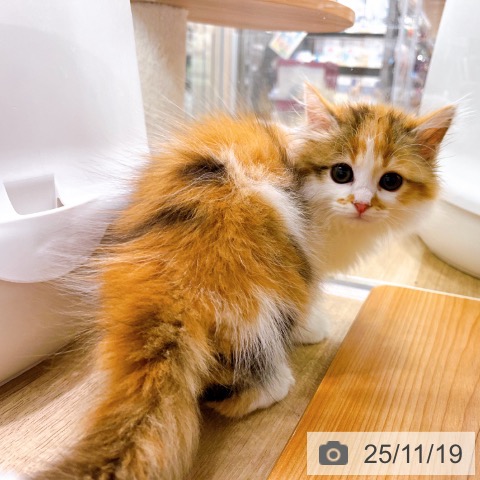 サイベリアンの写真