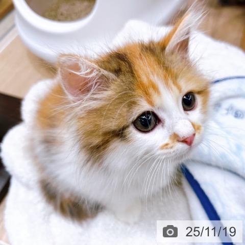 サイベリアンの写真