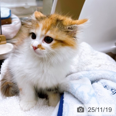 サイベリアンの写真