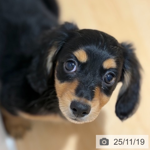 ミニチュア・ダックスフンドの写真