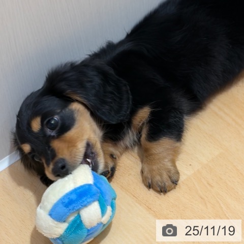 ミニチュア・ダックスフンドの写真