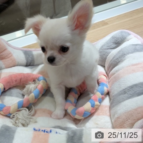 チワワの写真