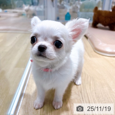 大阪府のチワワ(ロング) (ペットプラス イオン大日店/2025年9月14日生まれ/女の子/ホワイトクリーム)の子犬の4枚目の画像