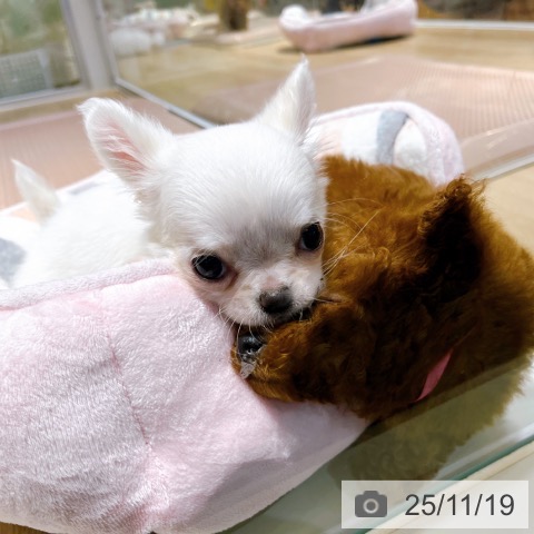 大阪府のチワワ(ロング) (ペットプラス イオン大日店/2025年9月14日生まれ/女の子/ホワイトクリーム)の子犬の3枚目の画像