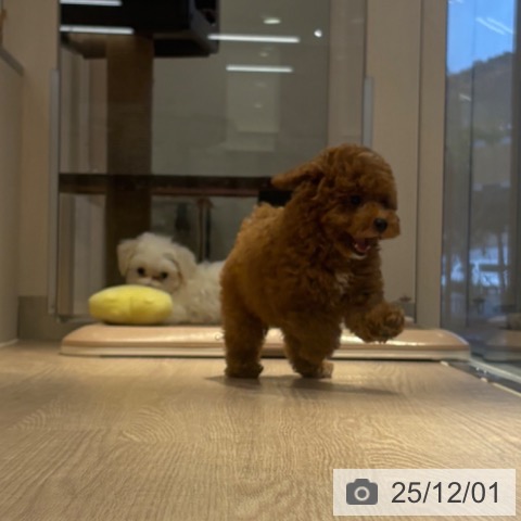 和歌山県のトイプードル(トイ) (ペットプラス 和歌山店/2025年9月15日生まれ/男の子/レッドフォーン)の子犬の4枚目の画像