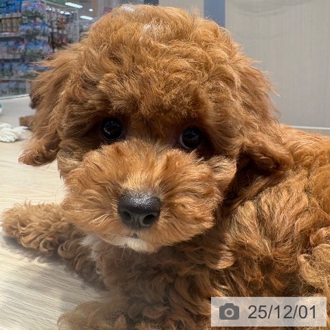 和歌山県のトイプードル(トイ) (ペットプラス 和歌山店/2025年9月15日生まれ/男の子/レッドフォーン)の子犬の3枚目の画像