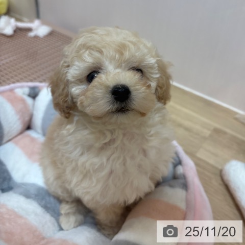 トイ・プードルの写真