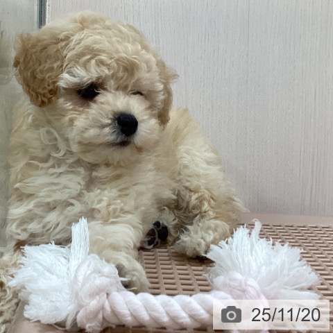 トイ・プードルの写真