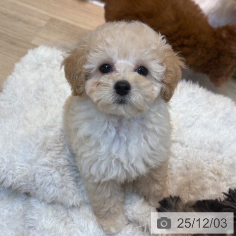 京都府のトイプードル(トイ) (ペットプラス イオンモールKYOTO店/2025年9月19日生まれ/男の子/クリーム)の子犬の4枚目の画像