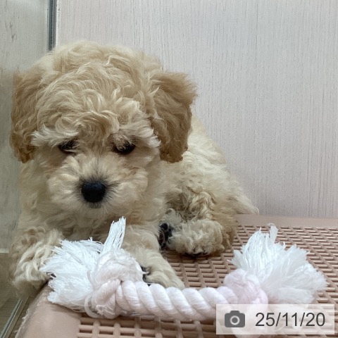 トイ・プードルの写真